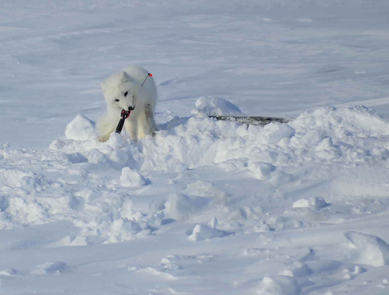The arctic fox is trying to catch a fish, making it difficult for the fi...