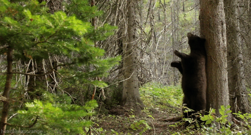 GIF картинка: ведмідь в лісі