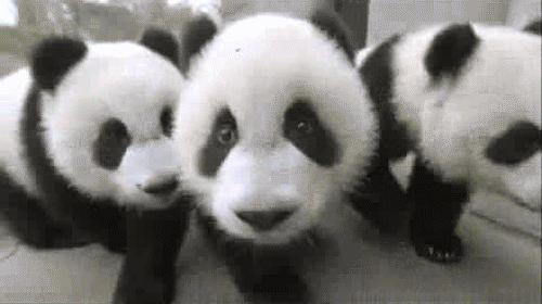 GIF picture: young pandas