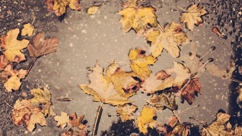 Autumn: leaves in a puddle