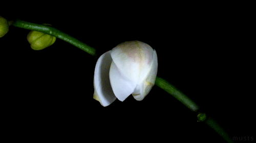 GIF изображение: орхидея