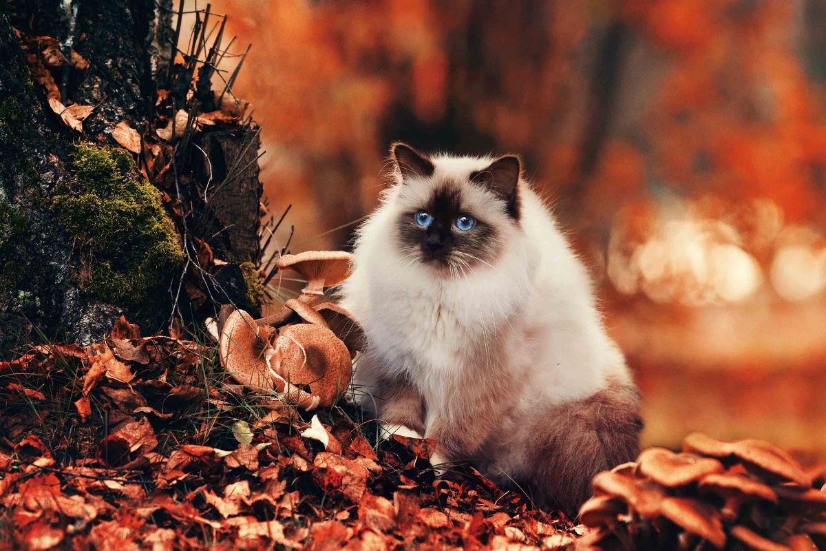 Beautiful autumn: furry cat