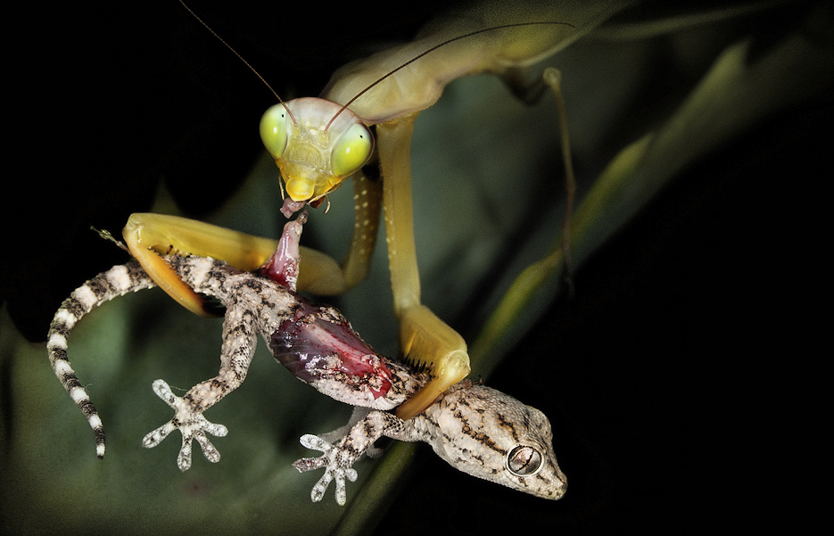 Mantis eating lizard