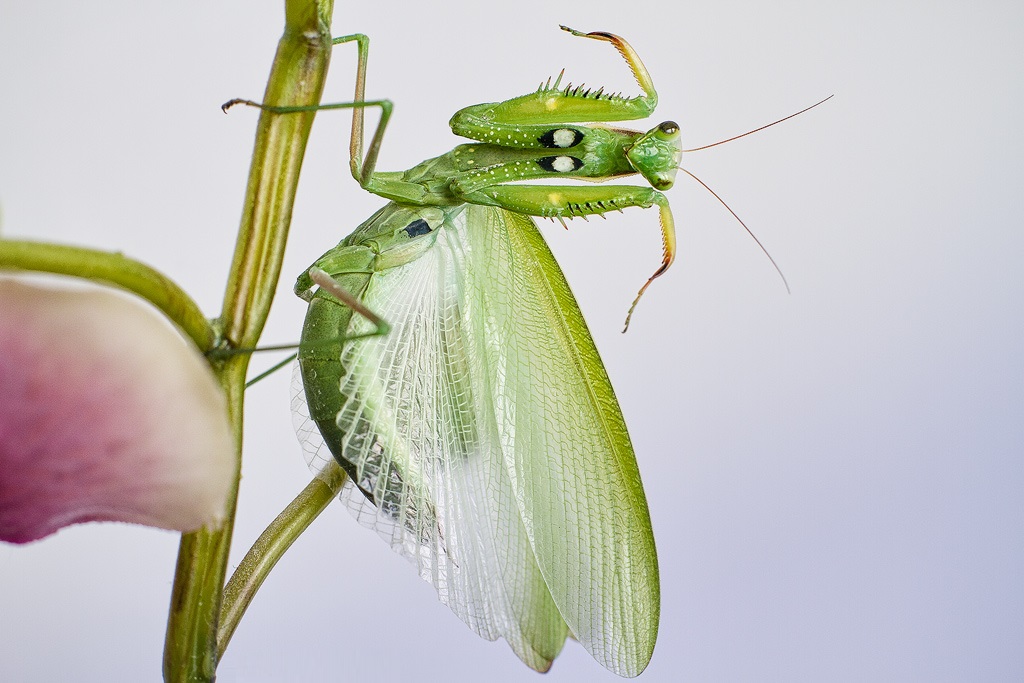 A 'guidhe Mantis