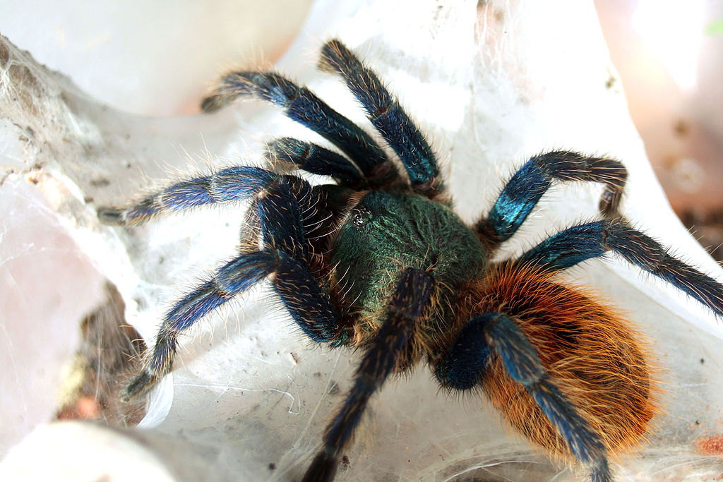 Female tarantula of the species Chromatopelma cyaneopubescens