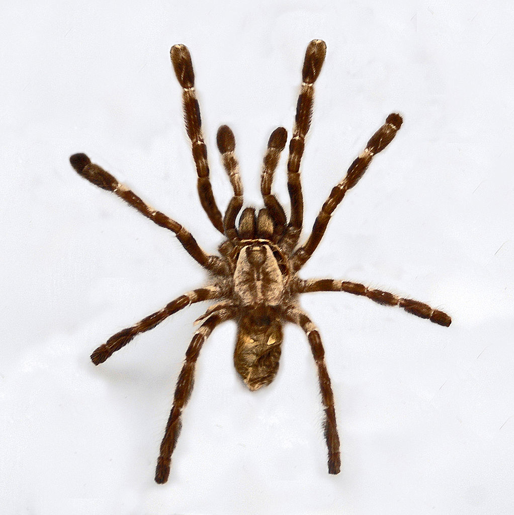 Museum specimen of the bird-eating spider Poecilotheria vittata