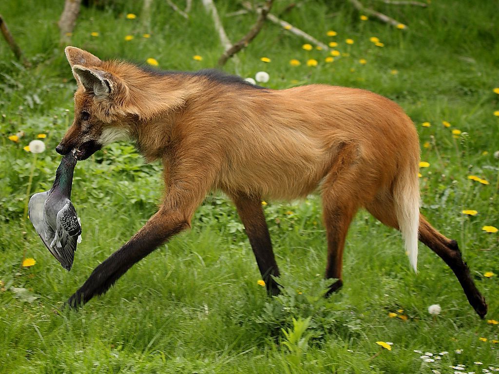Maned wolf with prey