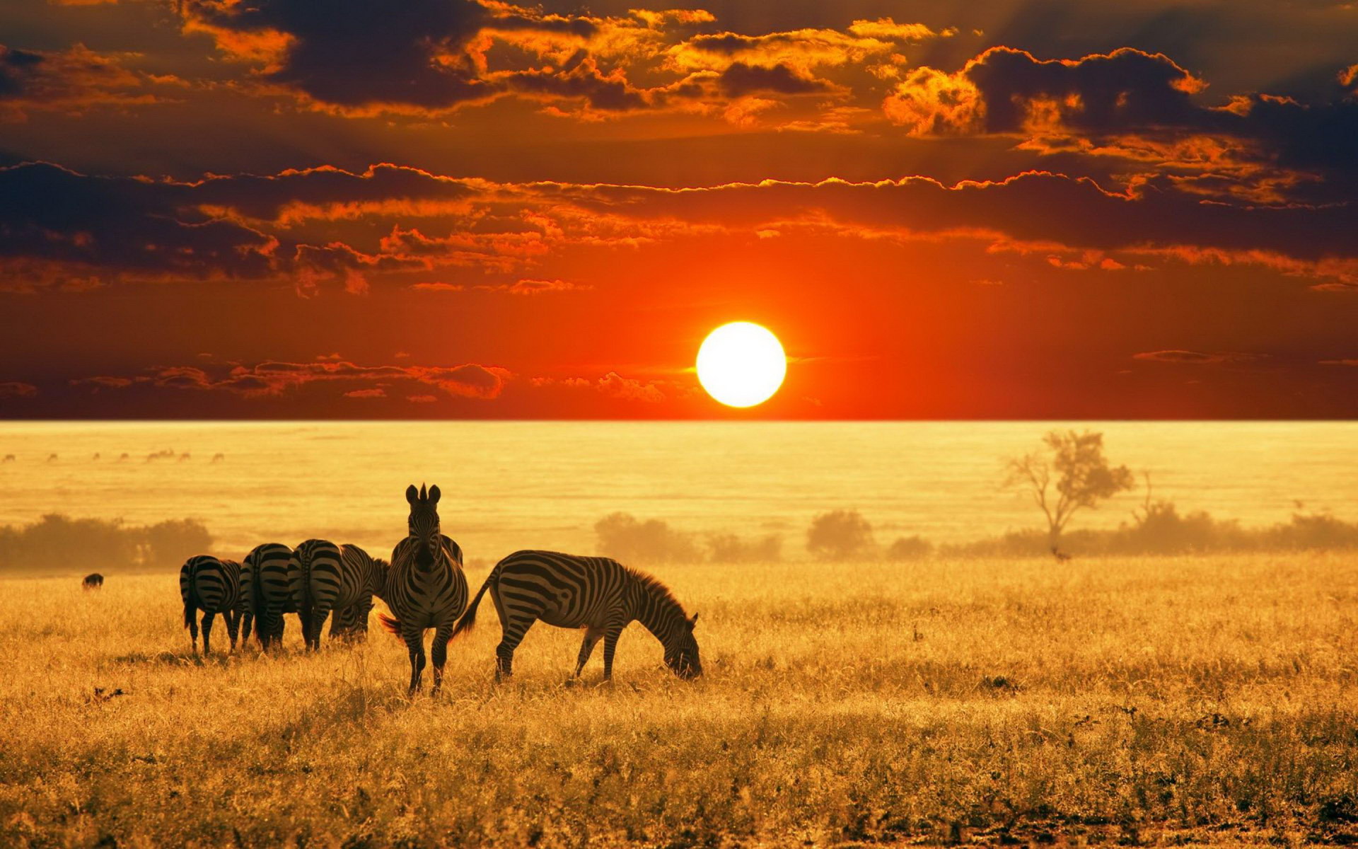 Photo of zebras at sunset