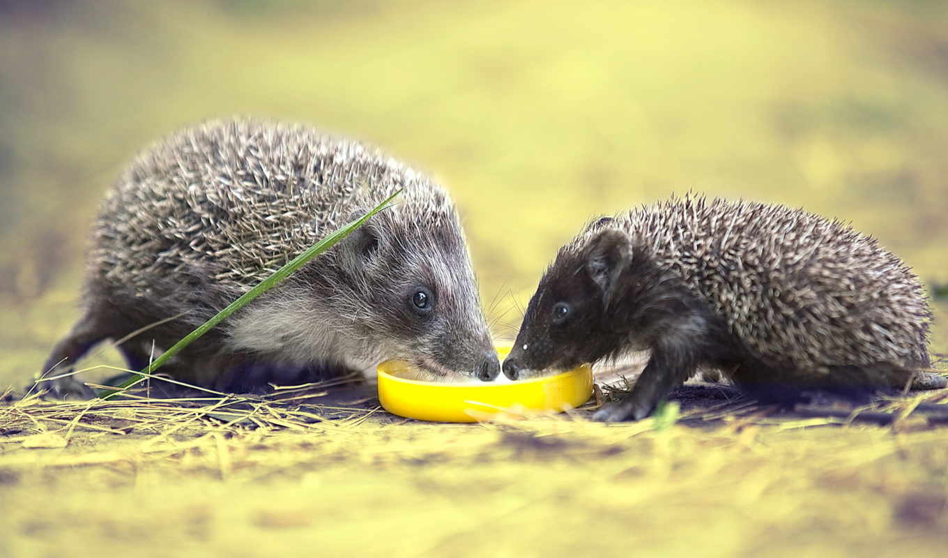Photo of hedgehogs at the plate with milk