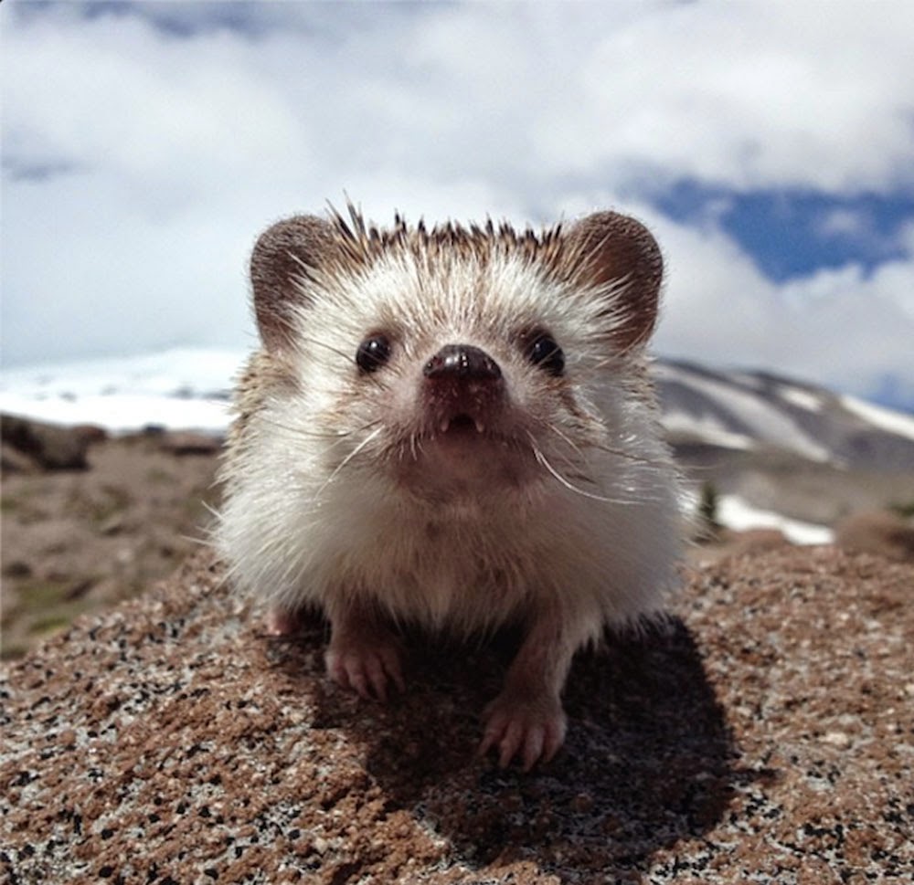 Hedgehog in the mountains