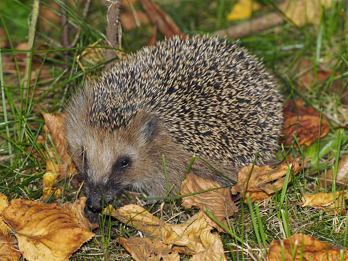 Photo hedgehog