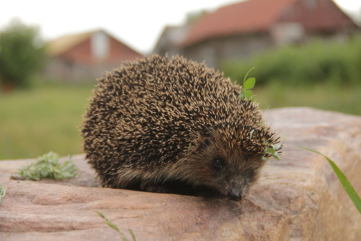 Photo hedgehog on stone
