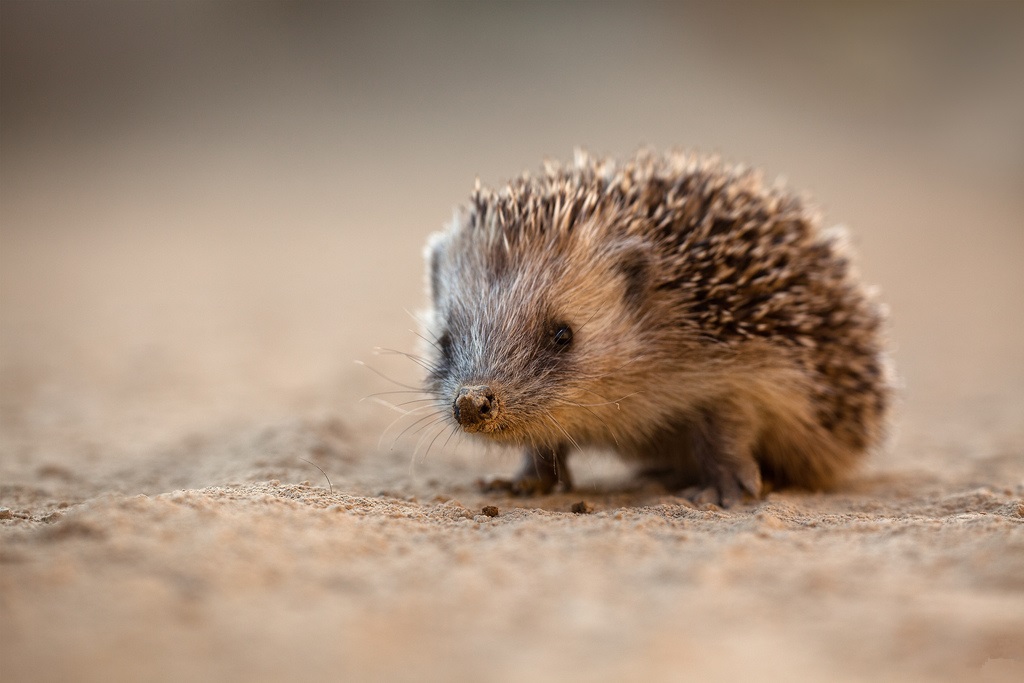 Photo of a young hedgehog