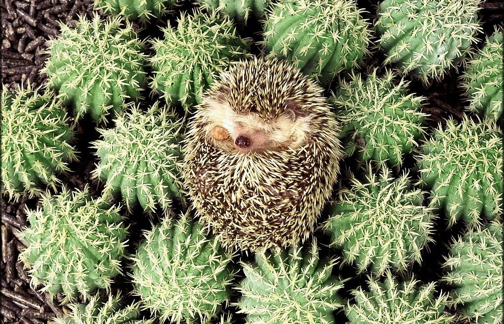Hedgehog and cacti