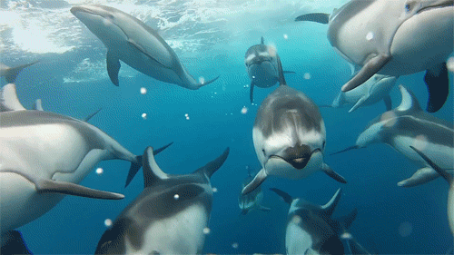 GIF画像：水の下でイルカの群れ