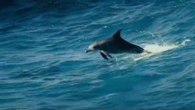 GIF画像：イルカが波から飛び出す