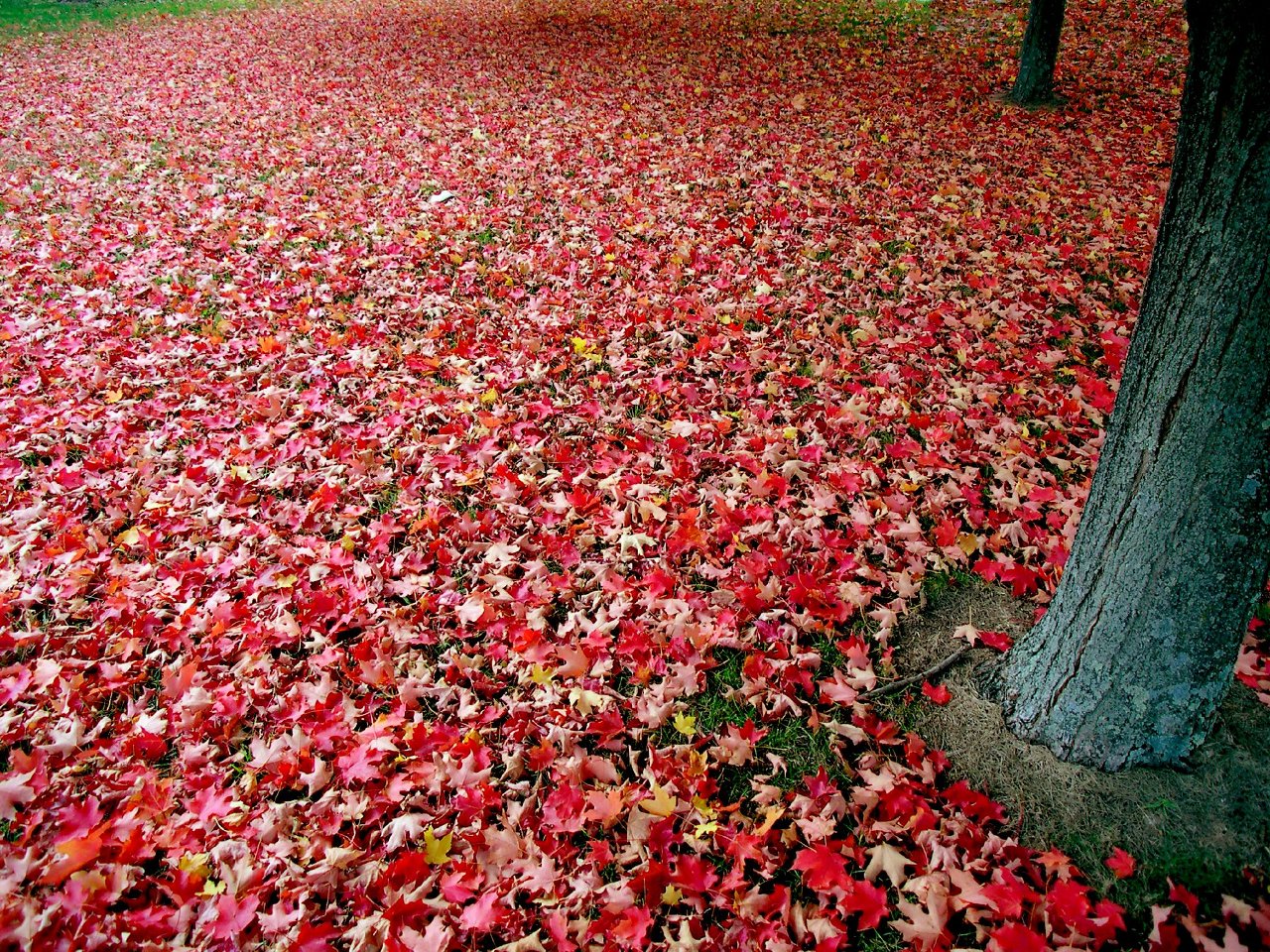червена есен