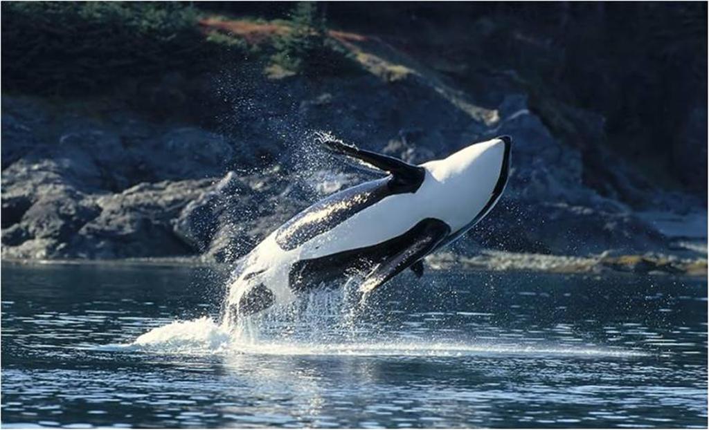 Photo killer whales