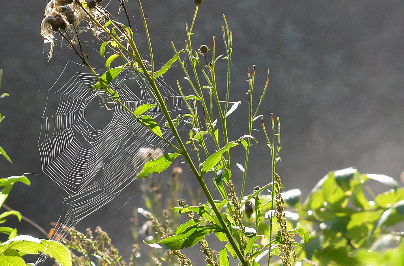 Photos of cobwebs in the field