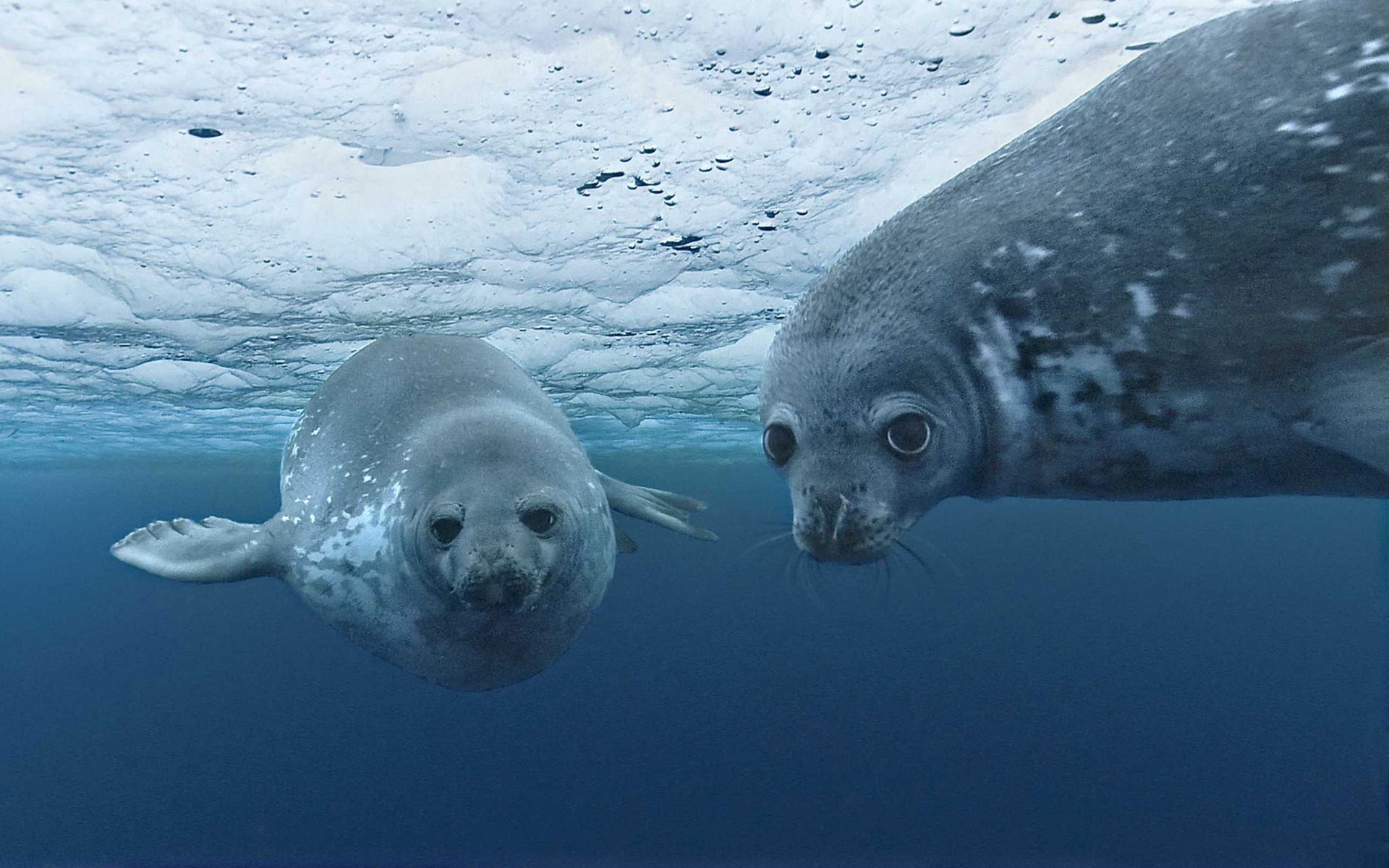 Photo of seals