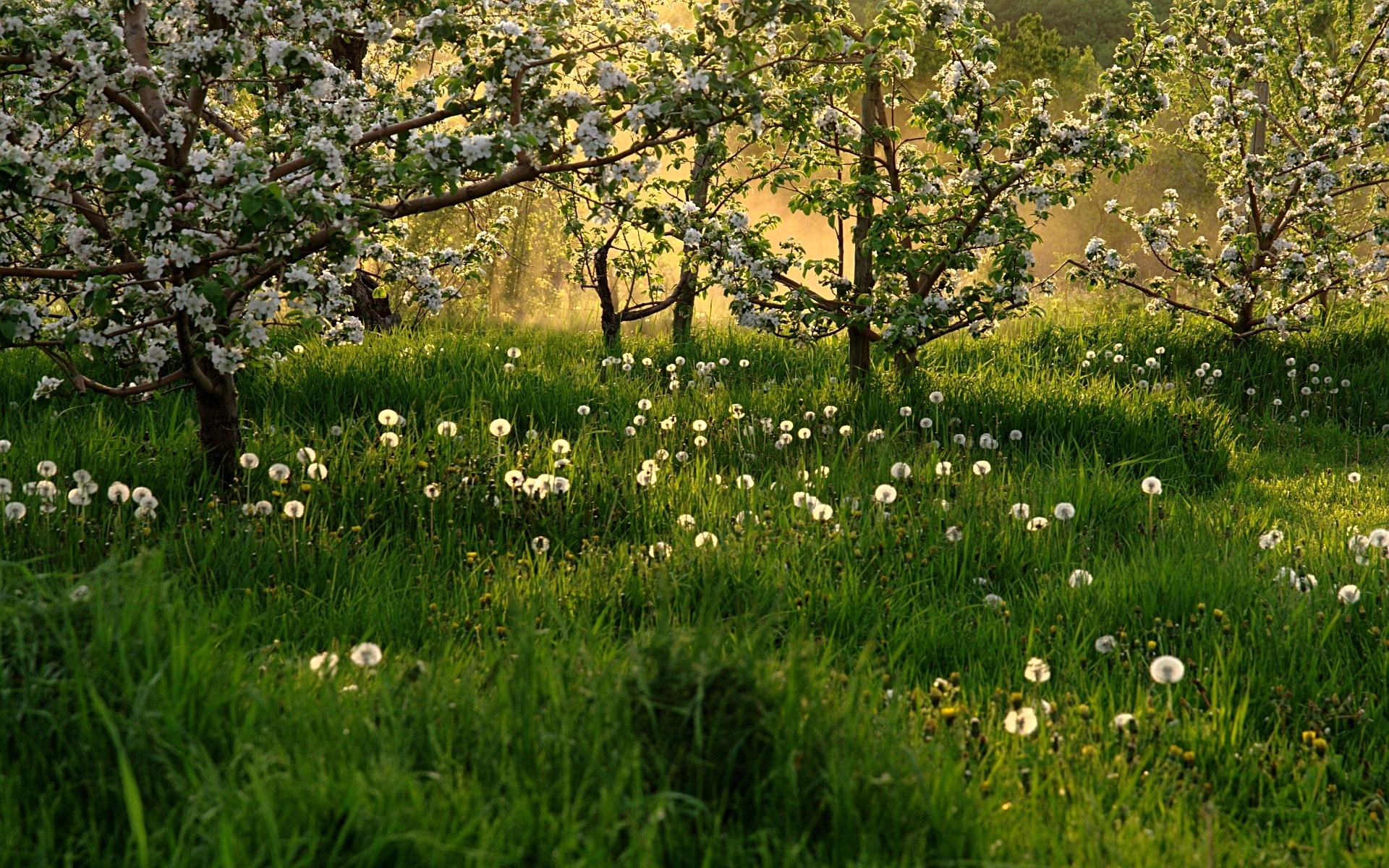 Fotografije prirode u proljeće: maslačci na livadi
