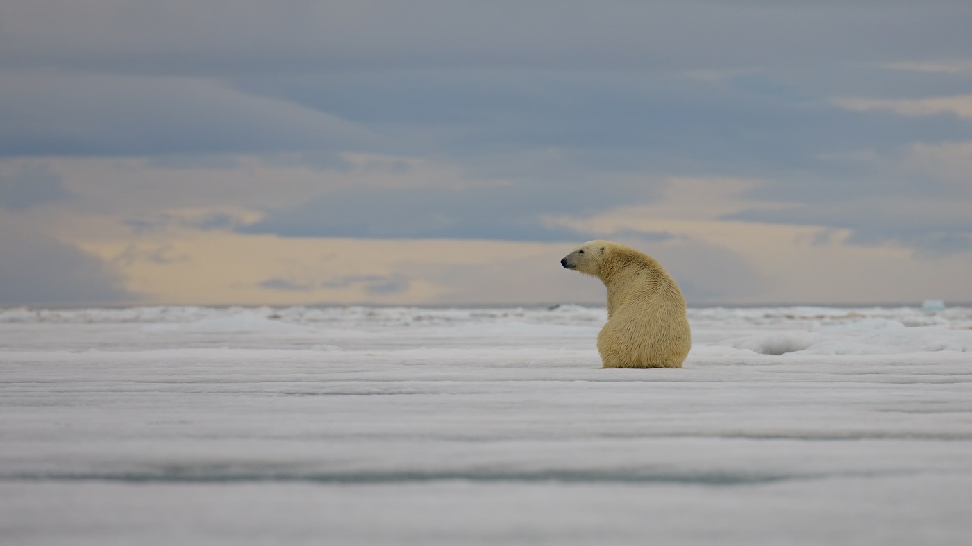 Polar beruang kutub malam