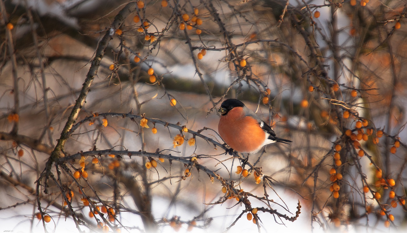 Bullfinch in the branches