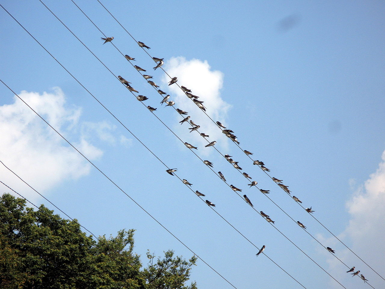 Swallows on the wires