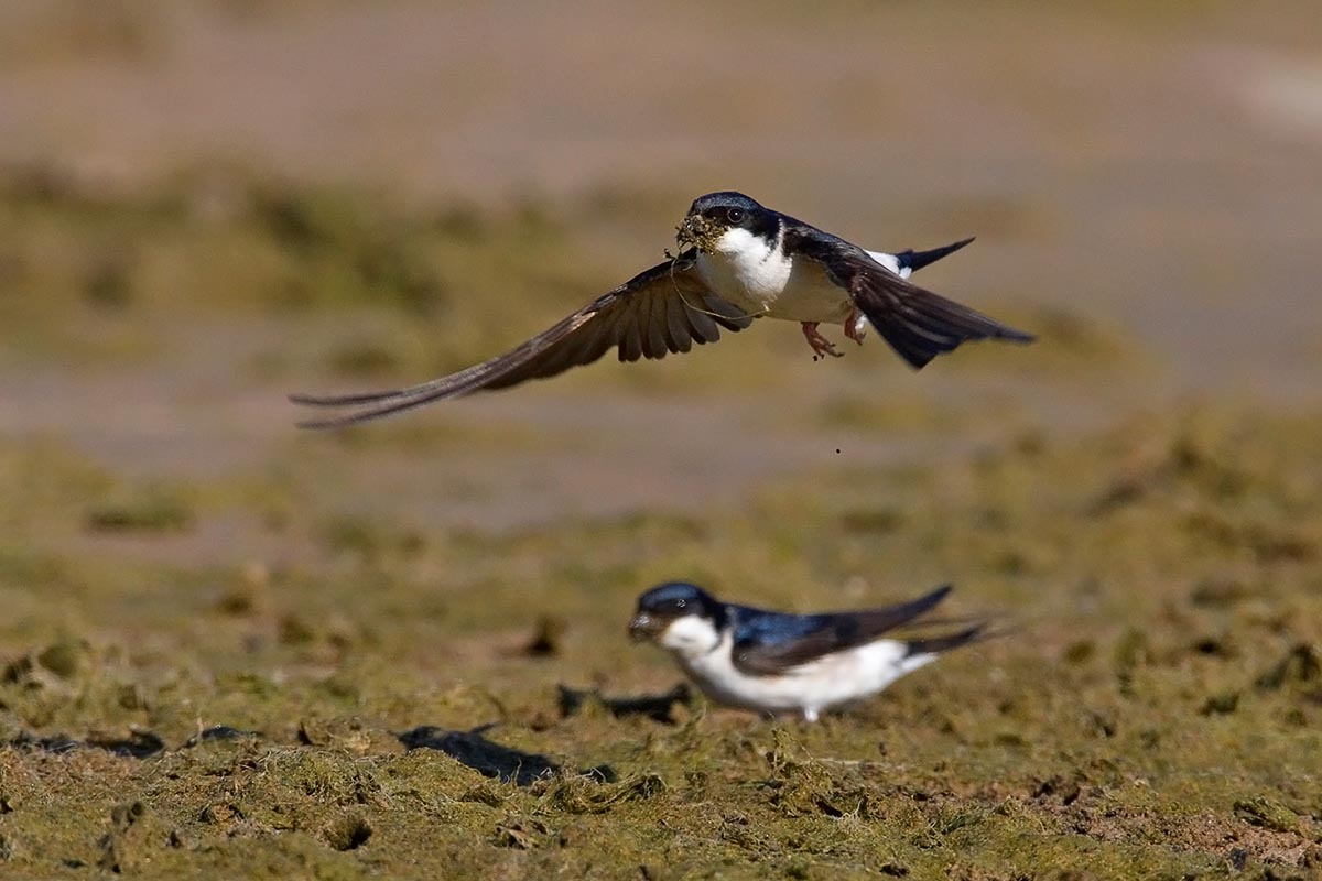 Swallows kolektas materialojn por konstruado de nestoj
