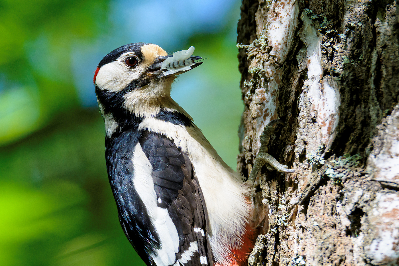 Woodpecker dengan rama-rama di paruhnya