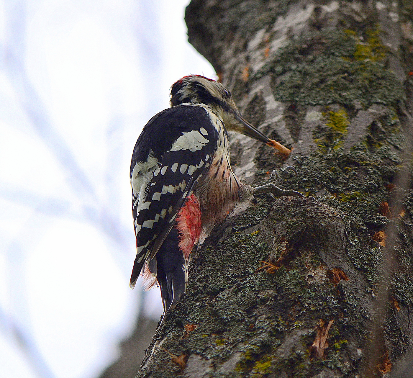 Woodpecker dengan mangsa