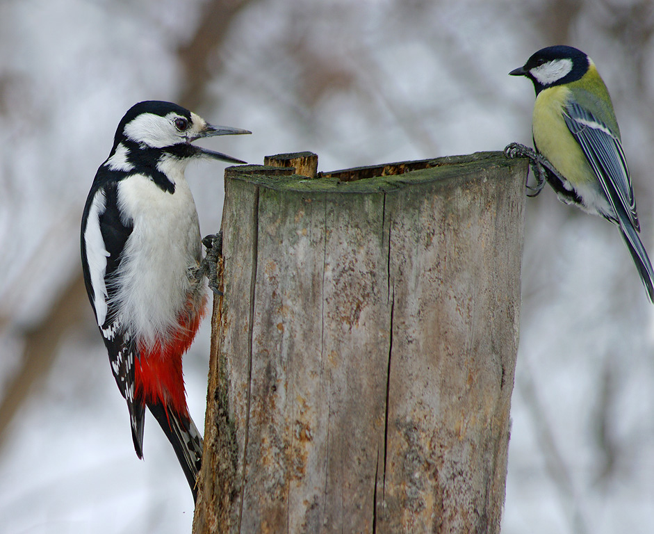 Woodpecker ແລະ tit ຢູ່ feeder ໄດ້