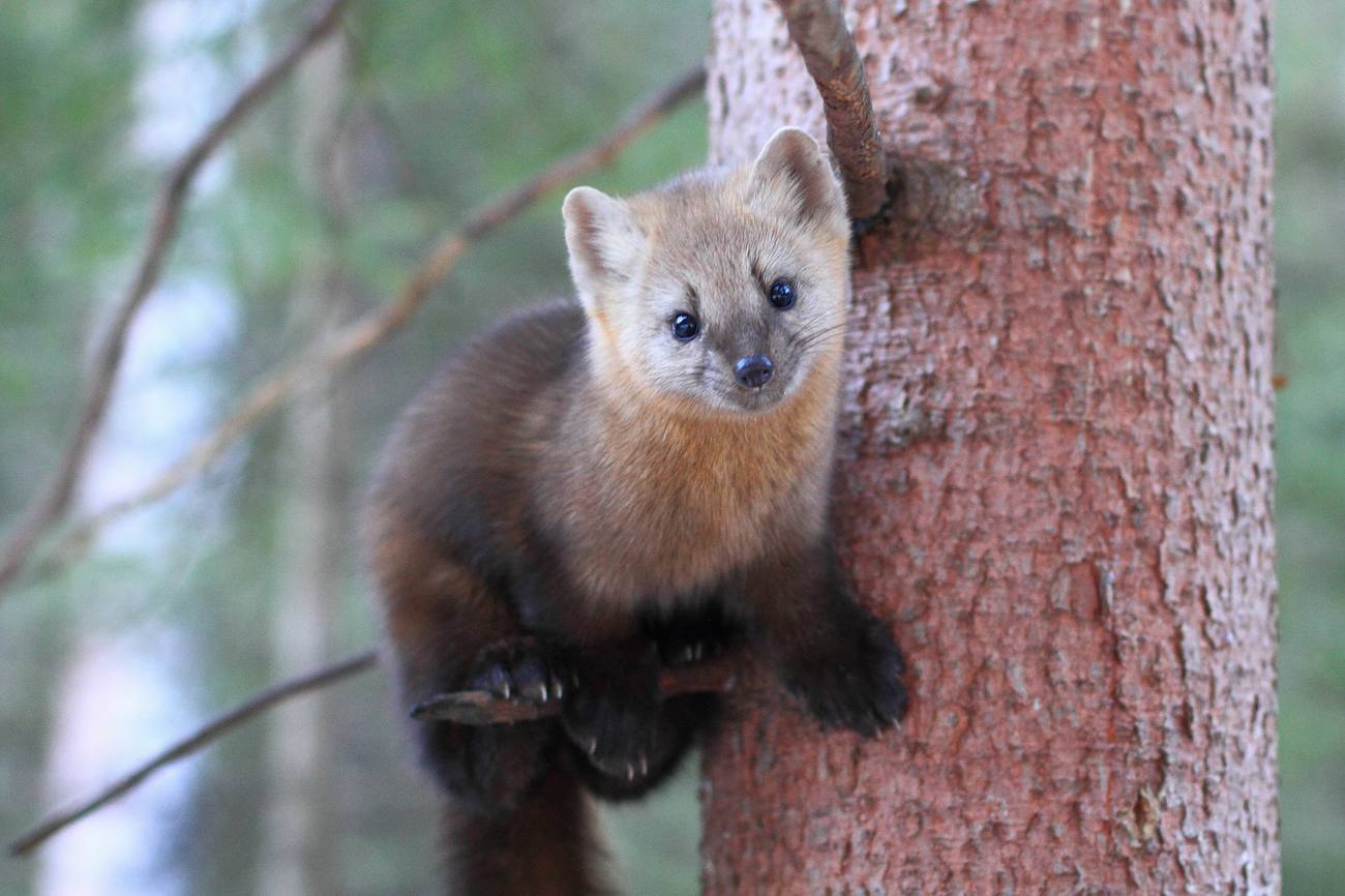 Photo: sable on a branch