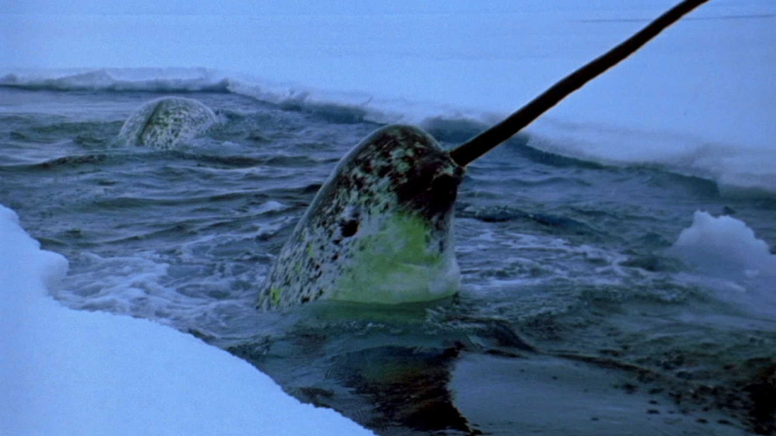 Photo: narwhal looks out of the water