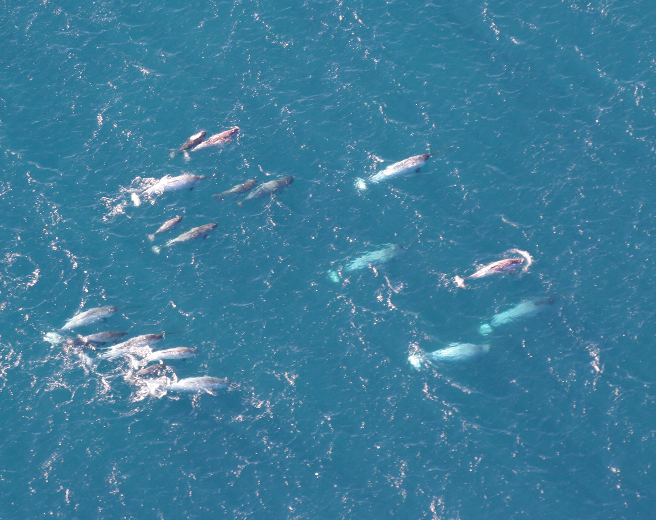 Photo: a flock of narwhals