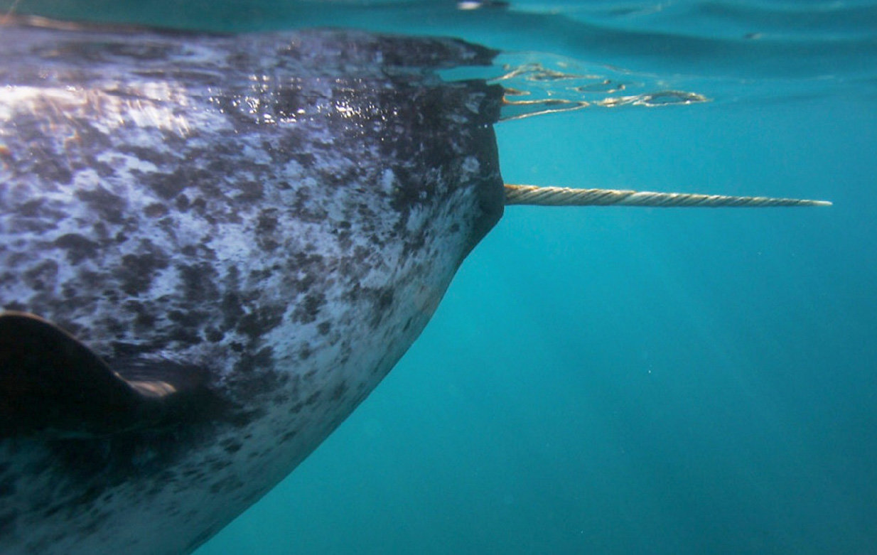 Photo of narwhal