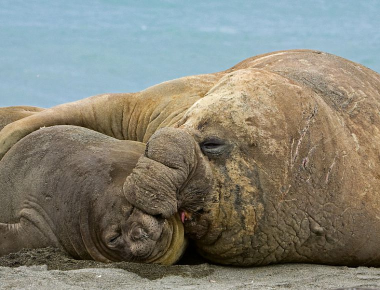 Male and female elephant seals
