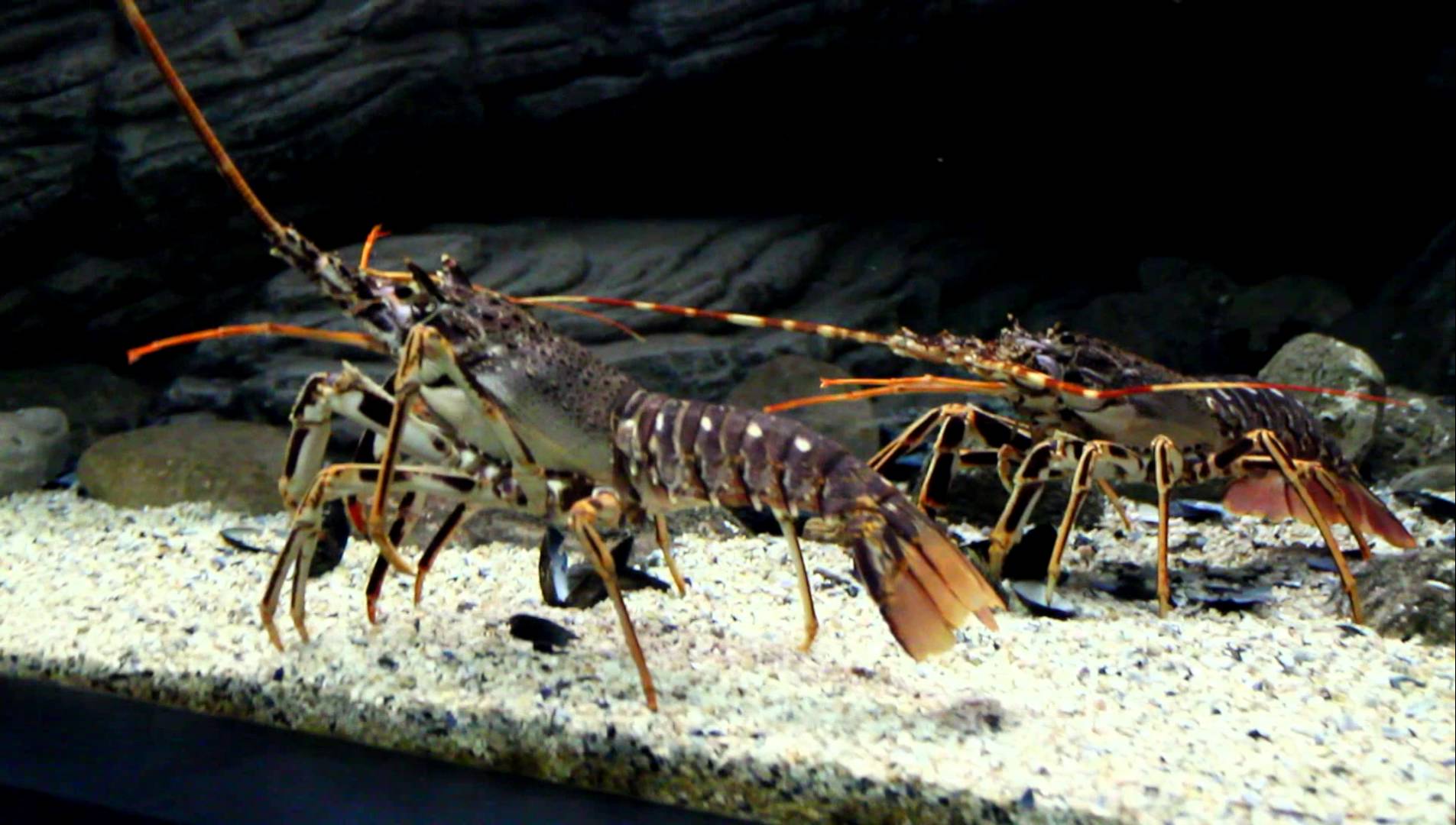 Photo of lobsters