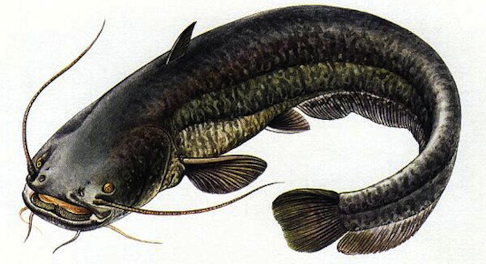Picture catfish