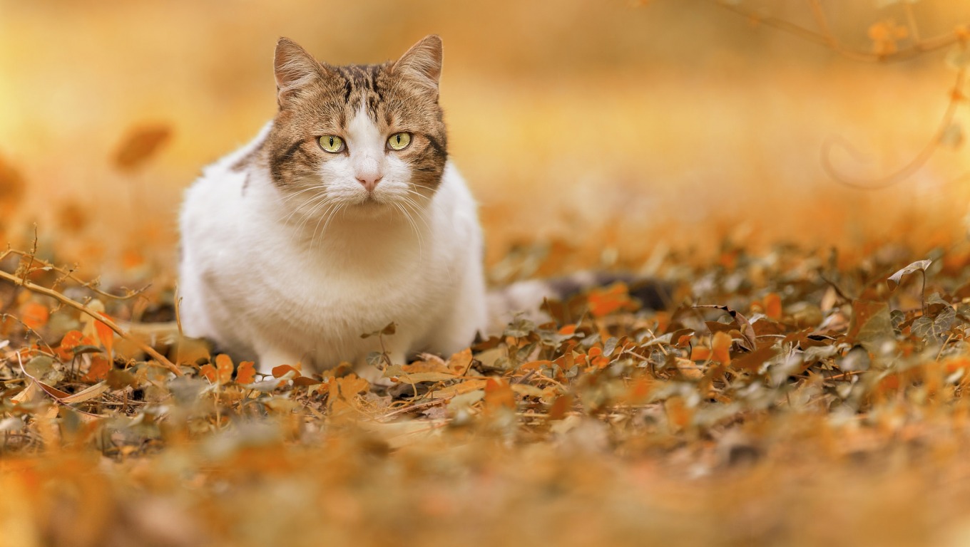 Φωτογραφία γάτα το φθινόπωρο