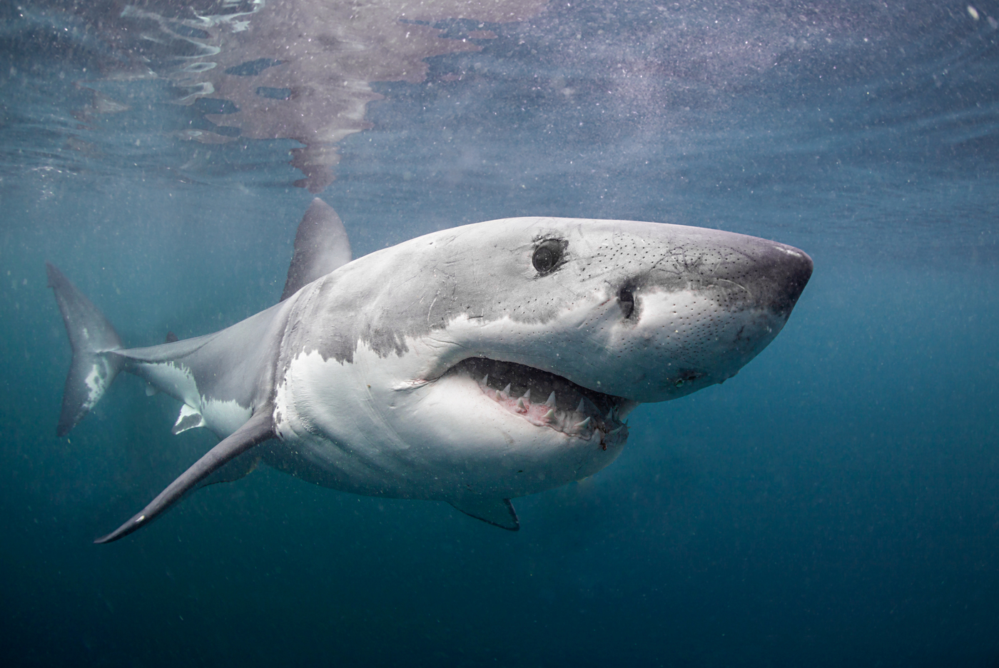 The great white shark or man-eater shark is one of the largest predatory fish on earth.