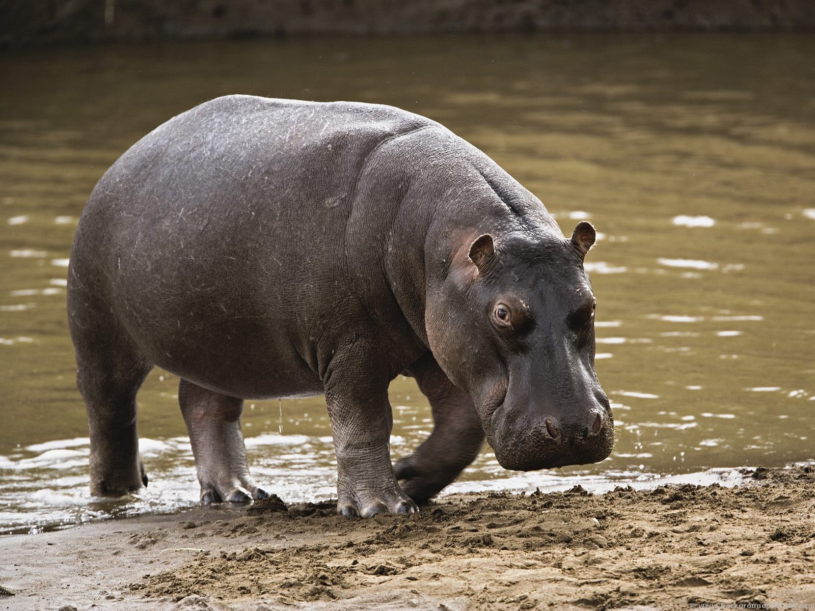 Hippo on the shore
