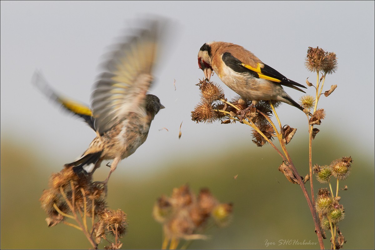 Goldfinch eating burdock