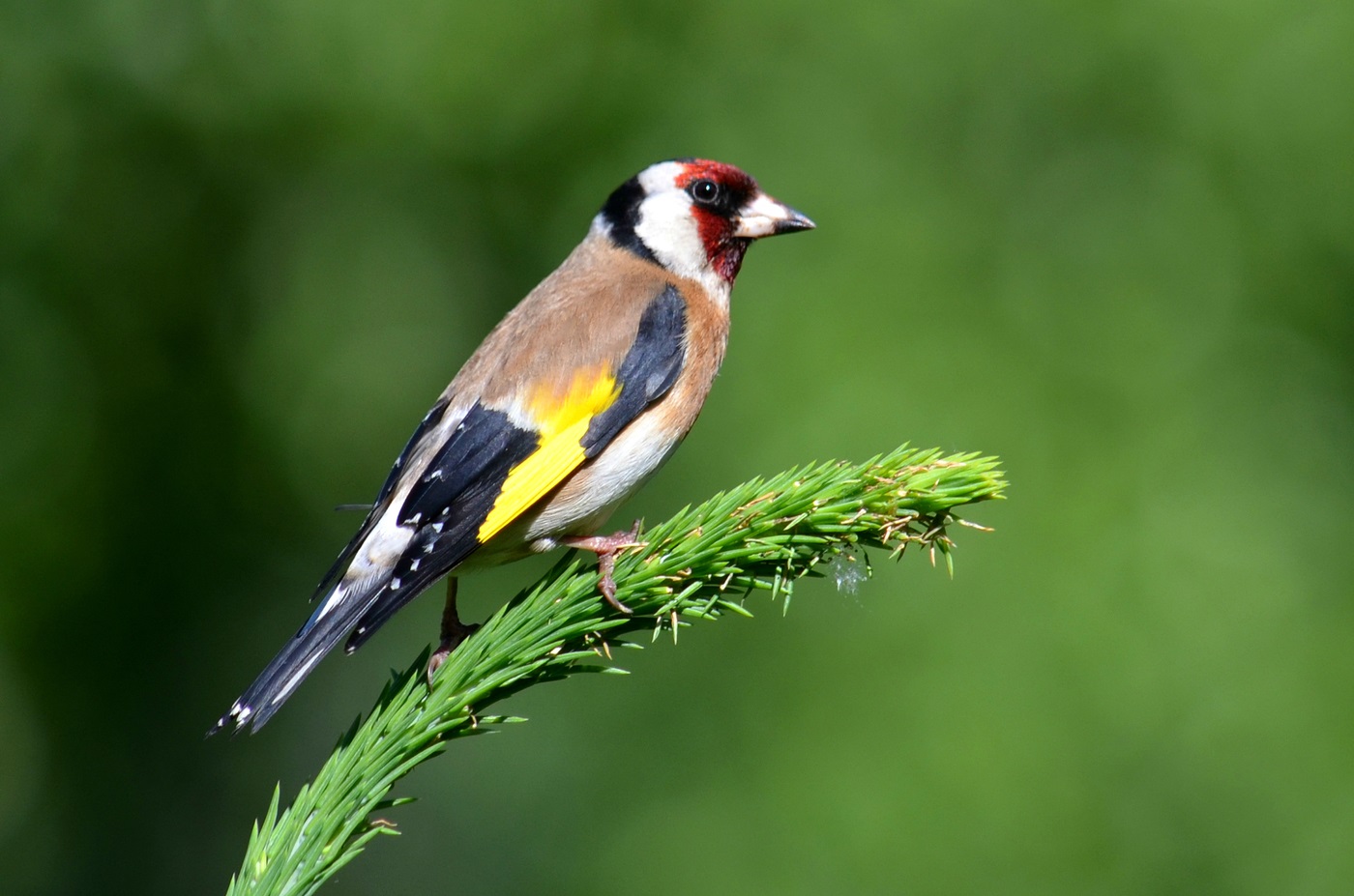 Goldfinch on a branch of spruce