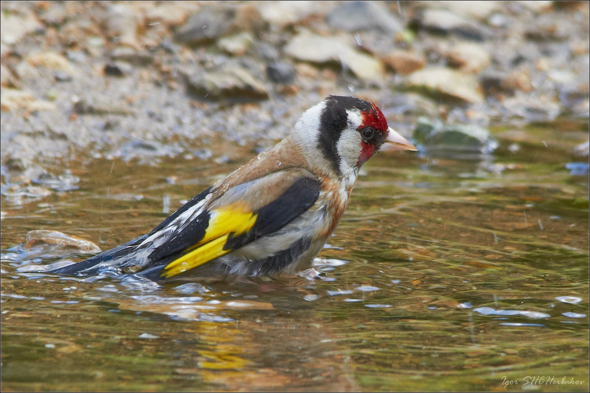 Goldfinch swimming in the river