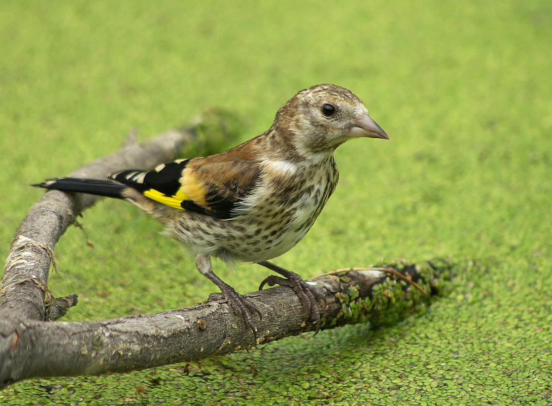 Young goldfinch