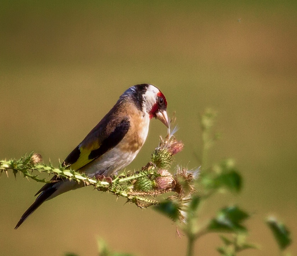 Goldfinch produces thistle seeds