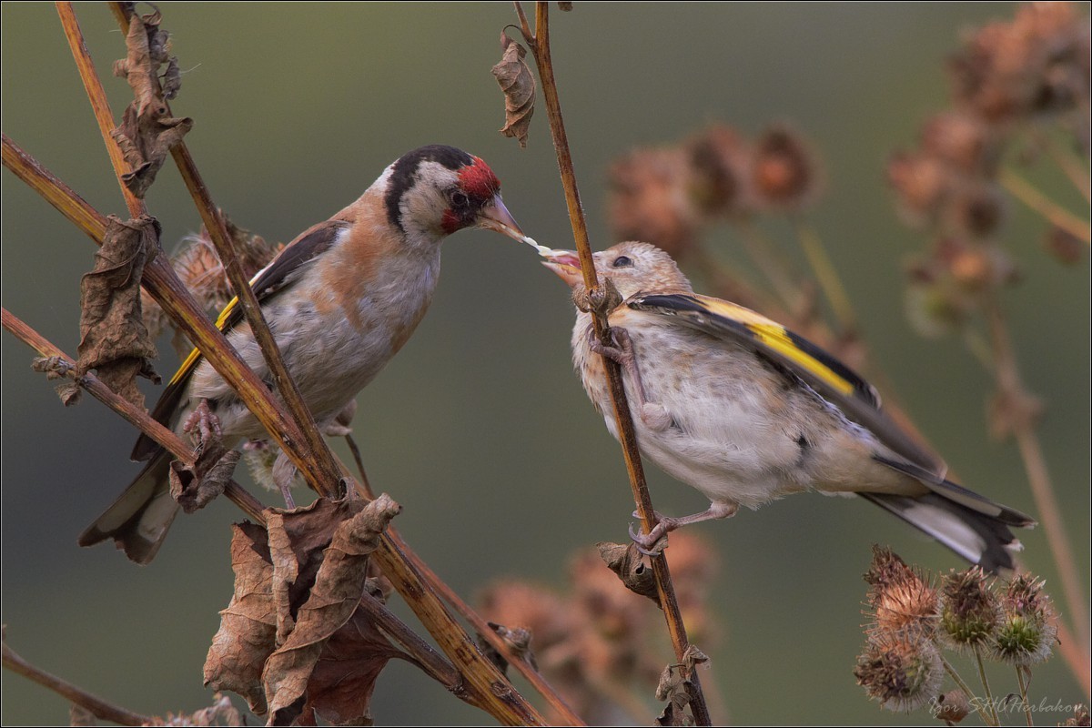 Feeding Young Goldfinch