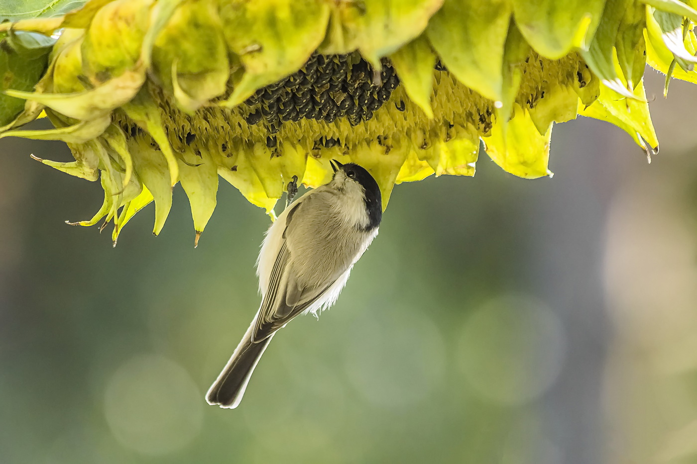 Willow tit in the sunflower