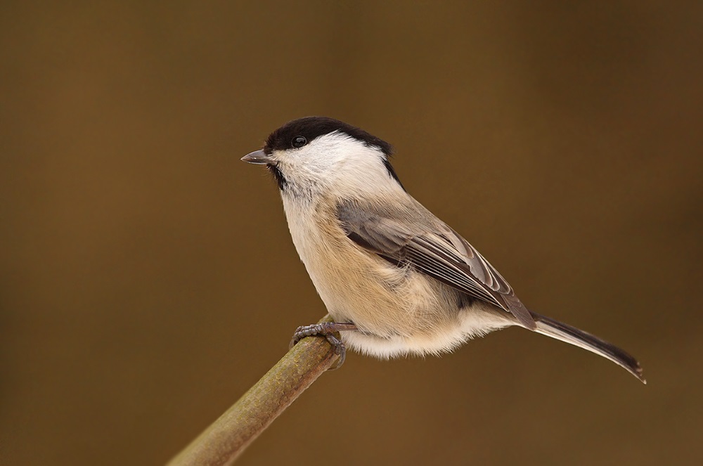 White-headed tit or puffy